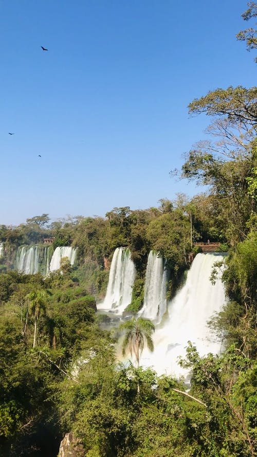 有关垂直视频, 大自然, 天性的免费素材视频