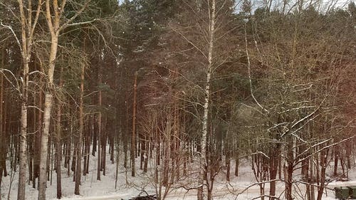 有关@户外, 下雪, 冬季的免费素材视频