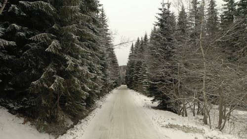 有关下雪的, 冬季, 天性的免费素材视频