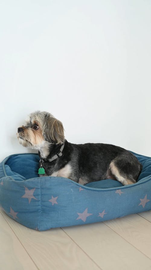 有关动物, 可爱, 垂直视频的免费素材视频