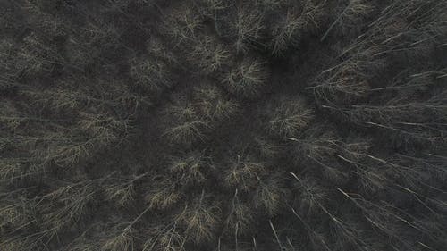 有关天性, 森林, 树木的免费素材视频