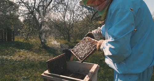 有关人, 个人防护, 养蜂人的免费素材视频