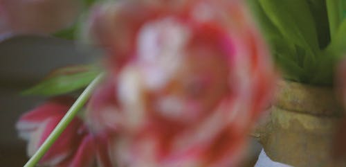 有关微距拍摄, 植物的, 模糊的背景的免费素材视频