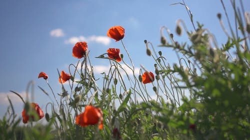 有关天空, 户外, 漂亮的免费素材视频
