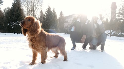 有关一对, 人, 冬季的免费素材视频