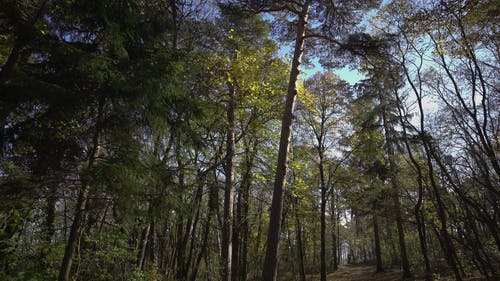 有关天性, 日光, 森林的免费素材视频