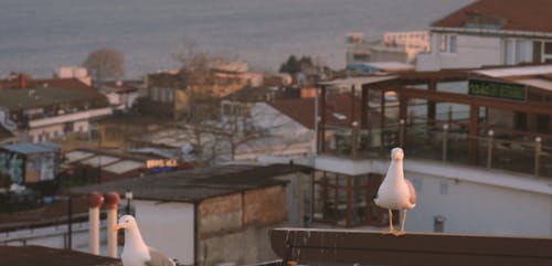 有关屋顶, 建筑, 慢动作的免费素材视频