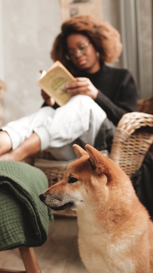 有关动物, 呆在家里, 在家的免费素材视频