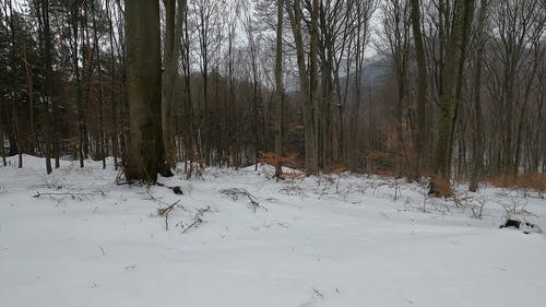 有关@户外, 下雪的, 下雪的天气的免费素材视频