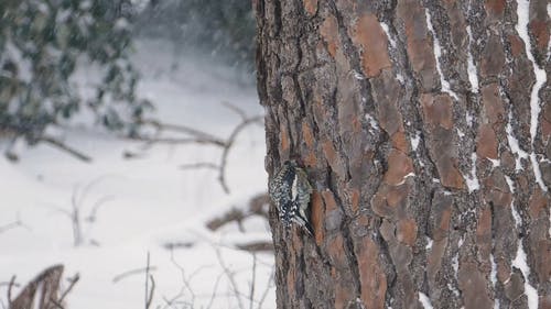 有关下雪, 冬季, 动物的免费素材视频