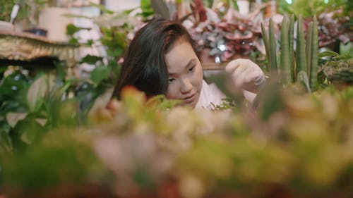 有关园丁, 女人, 室内植物的免费素材视频