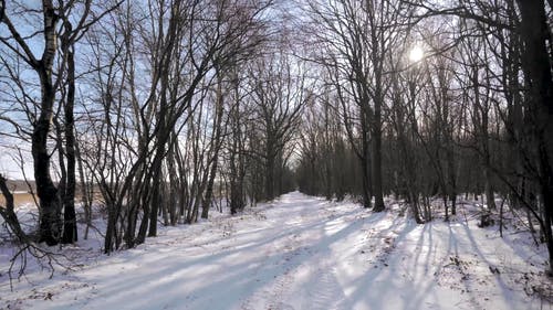 有关冬季, 大雪覆盖, 天性的免费素材视频