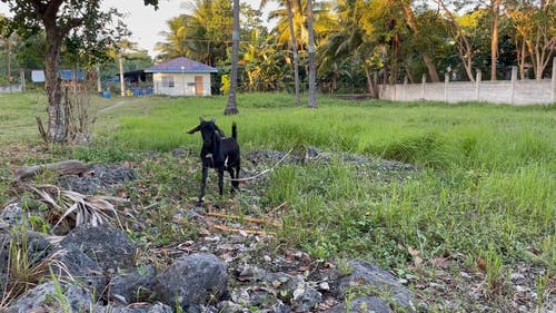 有关动物, 哺乳动物, 家畜的免费素材视频