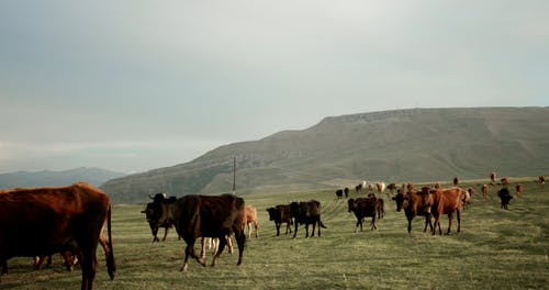 有关丘陵, 动物, 天性的免费素材视频