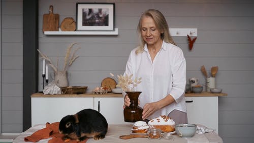 有关＃室内, 兔子, 哺乳动物的免费素材视频