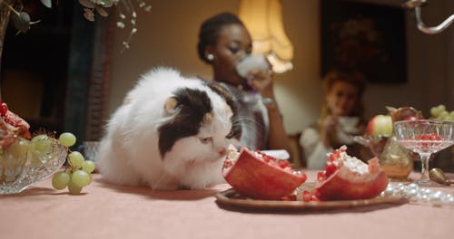 有关一起, 优雅, 公寓的免费素材视频