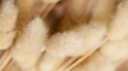 有关一串, 乾燥, 乾的的免费素材视频