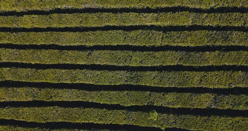 有关农地, 天性, 户外的免费素材视频