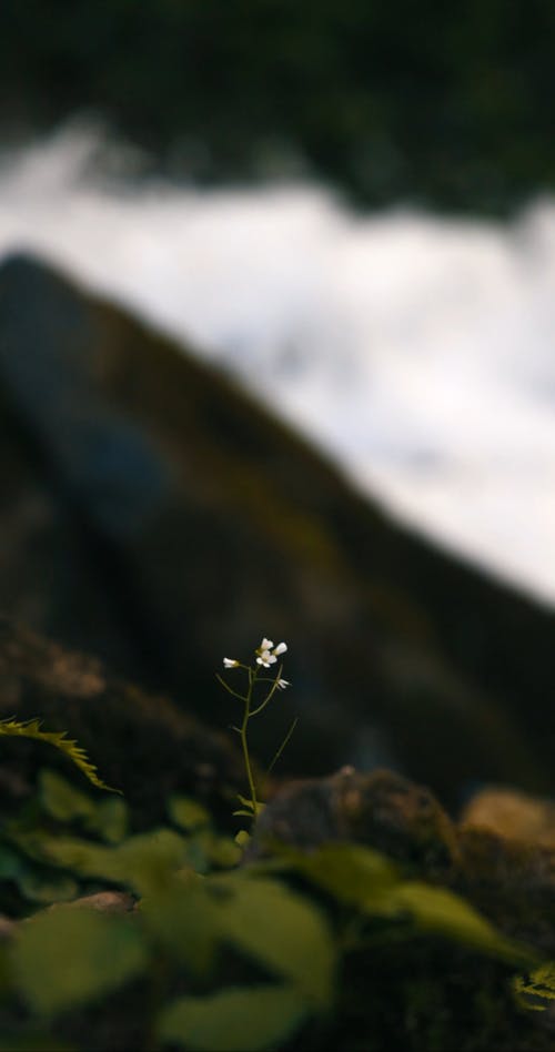 有关垂直视频, 天性, 小的免费素材视频