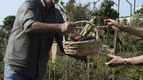 有关园丁, 增长, 新鲜蔬菜的免费素材视频