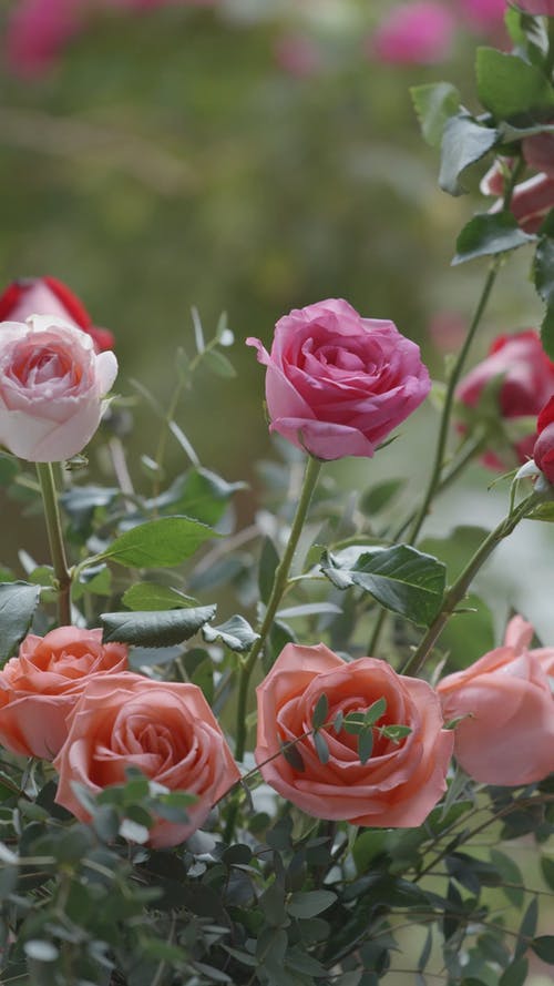 有关人, 垂直视频, 手的免费素材视频