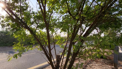 有关健康的生活型态, 单车骑士, 户外的免费素材视频