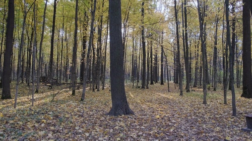 有关森林,树木,树叶的免费素材视频