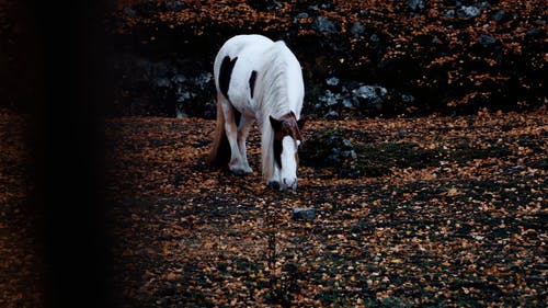 有关动物, 吃草, 哺乳动物的免费素材视频