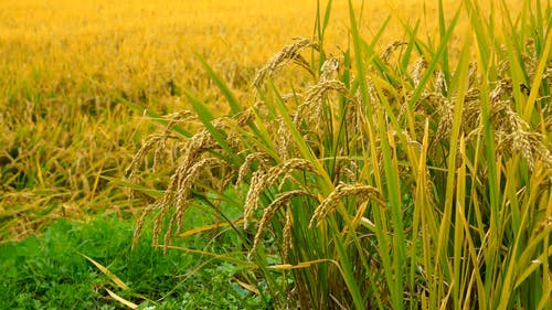有关农村的场景, 增长, 小麦的免费素材视频