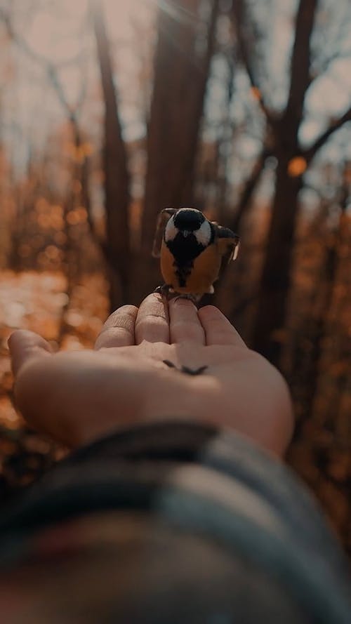 有关人, 动物, 垂直视频的免费素材视频