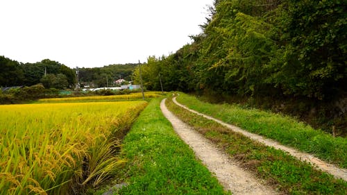 有关农村的场景, 增长, 小麦的免费素材视频