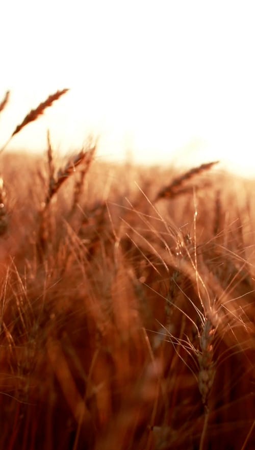 有关农村的场景, 垂直视频, 增长的免费素材视频