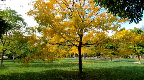 有关树木,秋天,金秋时节的免费素材视频