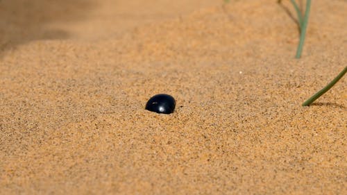 有关动物行为, 动物, 户外的免费素材视频