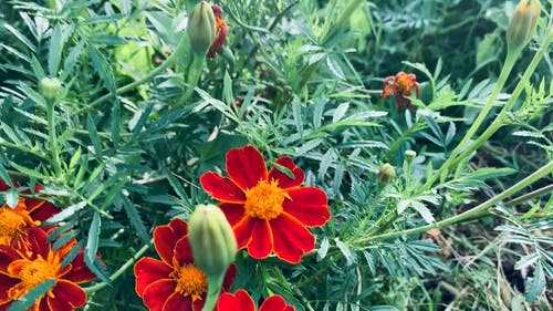 有关天性, 头花, 工厂的免费素材视频