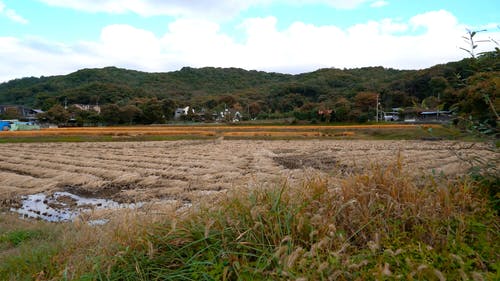 有关农村的场景, 增长, 山丘的免费素材视频