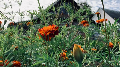 有关头花, 工厂, 干的免费素材视频