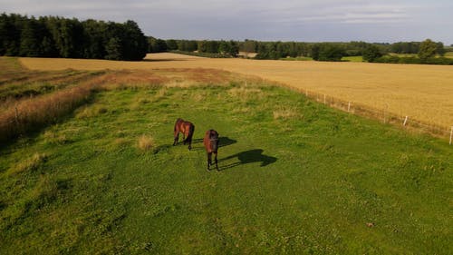 有关农村的场景, 动物, 吃草的免费素材视频