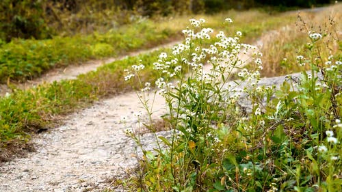 有关天性, 工厂, 干的免费素材视频