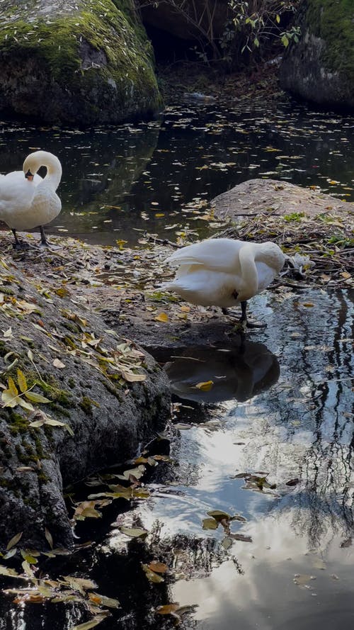 有关动物, 垂直视频, 天性的免费素材视频