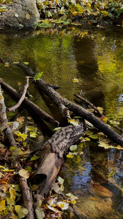 有关倒下的树, 分公司, 垂直视频的免费素材视频