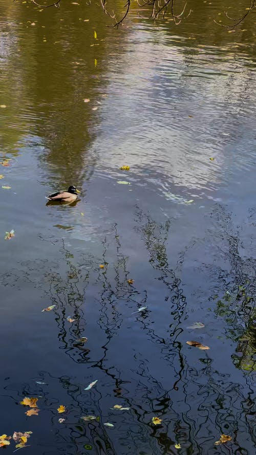 有关动物, 垂直视频, 天性的免费素材视频