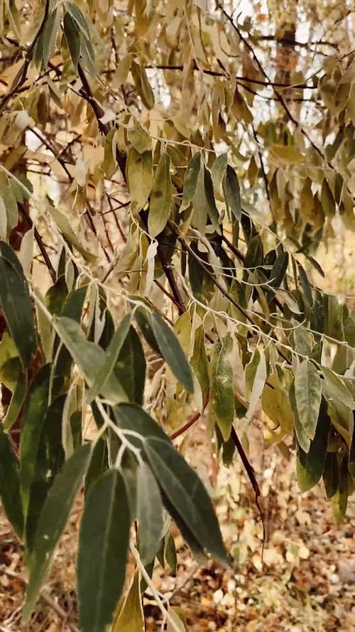 有关垂直视频, 天性, 工厂的免费素材视频