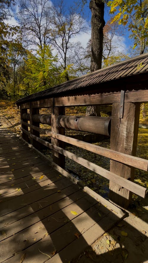有关天性, 户外, 木的免费素材视频