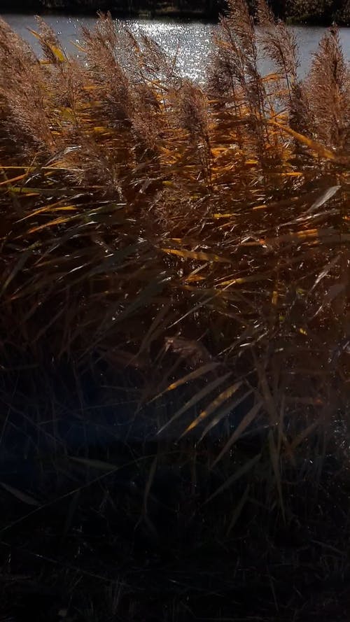 有关垂直视频, 天性, 工厂的免费素材视频