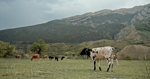 有关一群动物, 农村的场景, 吃草的免费素材视频