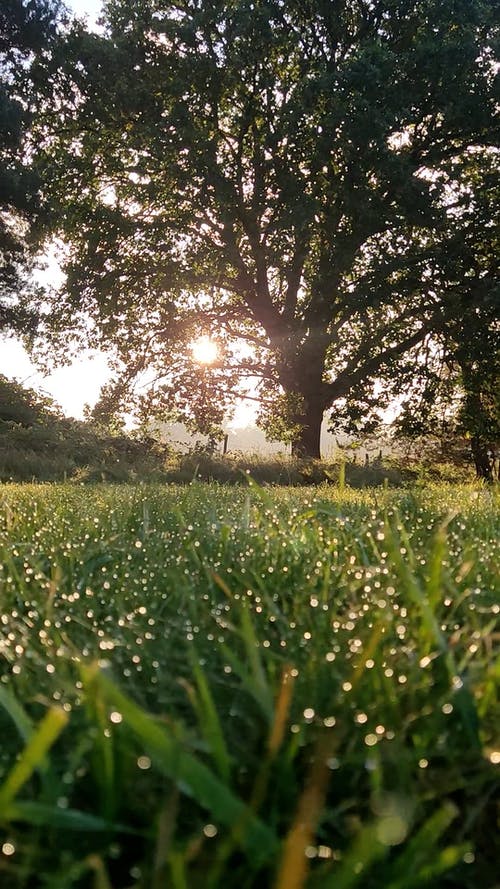 有关公园, 地面, 天性的免费素材视频