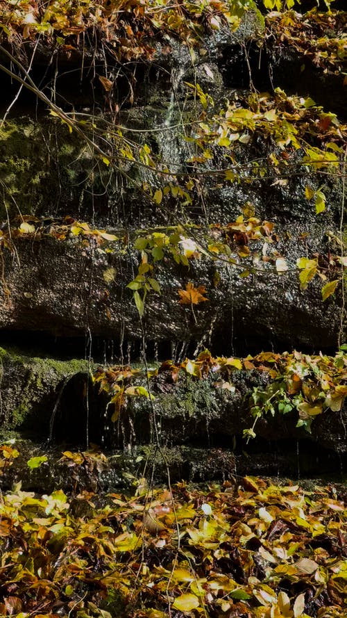 有关垂直视频, 天性, 小的免费素材视频