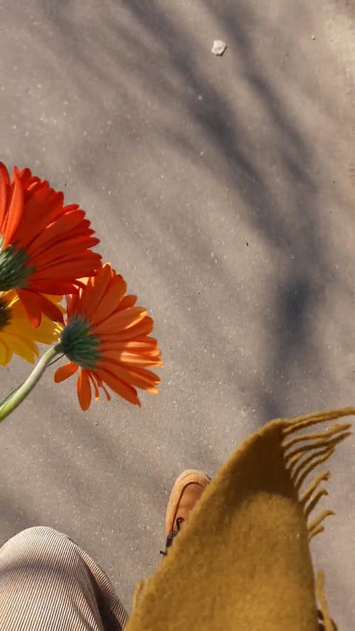 有关人体腿, 人行道, 围巾的免费素材视频