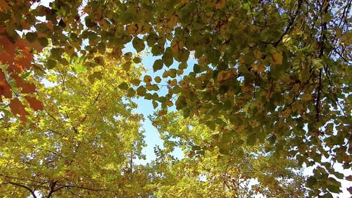 有关低角度视图, 分公司, 天性的免费素材视频